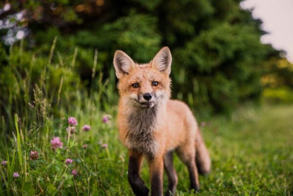 Ein junger Fuchs auf einer Blumenwiese in Abendstimmung