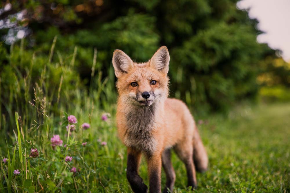 Ein junger Fuchs auf einer Blumenwiese in Abendstimmung